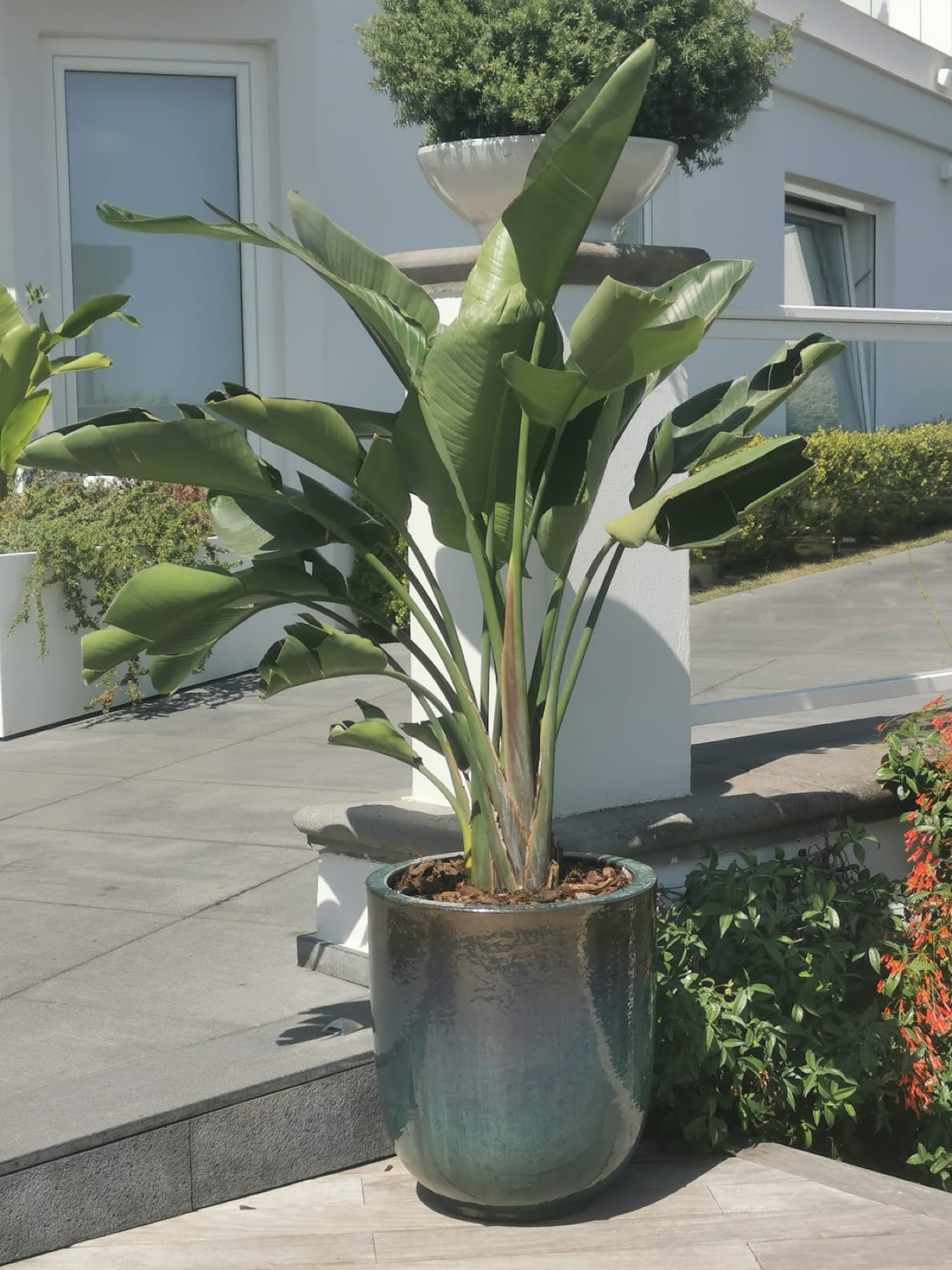 Allestimento con vasi e fioriere Faraone Vasi a Napoli - progetto 1